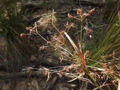 Rhynchospora corymbosa