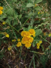 Pentanema germanicum