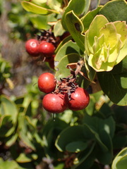 Arctostaphylos purissima