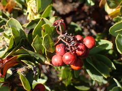 Arctostaphylos purissima