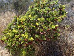 Arctostaphylos purissima
