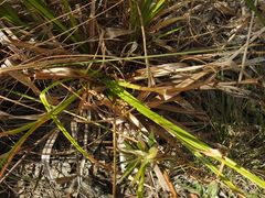 Rhynchospora corymbosa