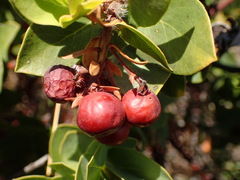 Arctostaphylos purissima