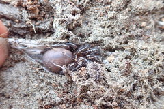 Porrhothele antipodiana