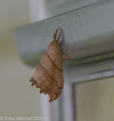 Drepana bilineata