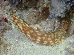 Holothuria hilla
