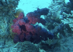 Dendronephthya hemprichi