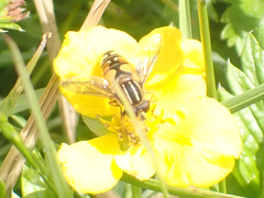 Helophilus intentus