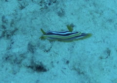 Chromodoris quadricolor