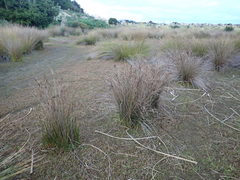 Porrhothele antipodiana