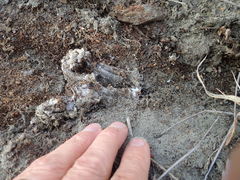 Porrhothele antipodiana