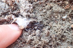 Porrhothele antipodiana