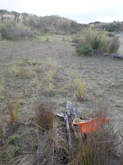 Porrhothele antipodiana