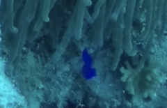 Pseudochromis fridmani