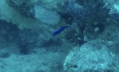 Pseudochromis fridmani