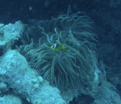 Heteractis crispa