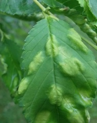 Taphrina ulmi
