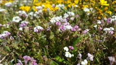 Triphysaria versicolor