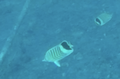 Chaetodon paucifasciatus