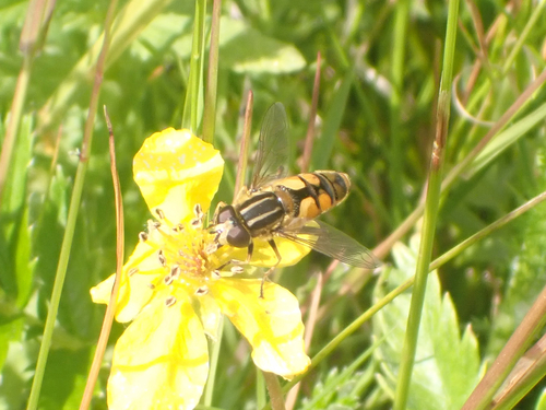 Woolly-tailed Marsh Fly photo 6