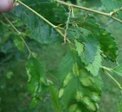 Taphrina ulmi