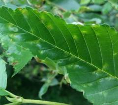 Taphrina ulmi