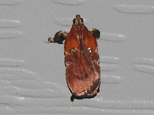 Boxwood Leaftier Moth photo 3