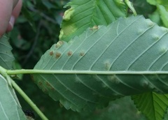 Taphrina ulmi