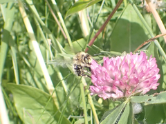 Anthophora terminalis