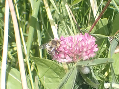 Anthophora terminalis
