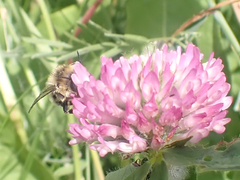 Anthophora terminalis