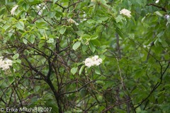 Viburnum cassinoides