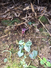 Corybas puniceus