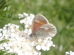 Coenonympha tullia