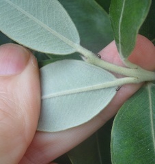 Neocyba metrosideros