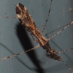 Empicoris errabundus