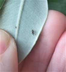 Neocyba metrosideros