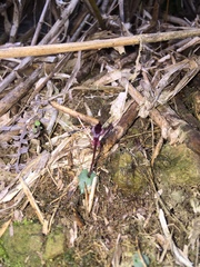 Corybas puniceus