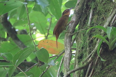 Automolus ochrolaemus