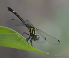 Hylaeothemis apicalis