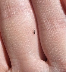 Neocyba metrosideros