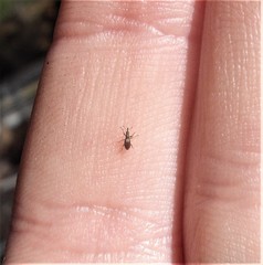 Neocyba metrosideros