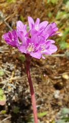 Allium dichlamydeum