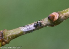 Bibio albipennis