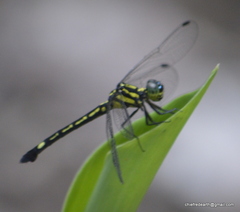 Hylaeothemis apicalis