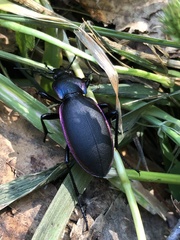 Carabus violaceus aurolimbatus