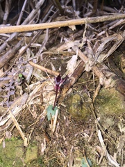 Corybas puniceus