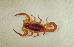 Centruroides infamatus