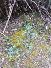 Corybas puniceus