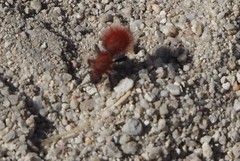 Dasymutilla flammifera